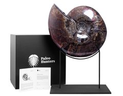 Аммонит Craspedodiscus discofalcatus