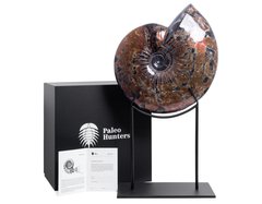 Аммонит Craspedodiscus discofalcatus 