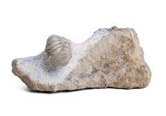 Трилобит Remopleurides elongatus