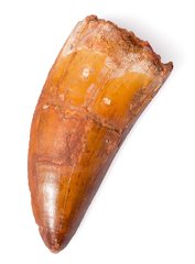 Зуб динозавра Carcharodontosaurus saharicus