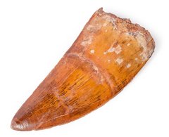 Зуб динозавра Carcharodontosaurus saharicus