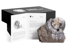 Аммонит Eparietites denotatus