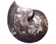 Аммонит Placenticeras sp.