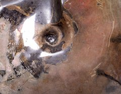 Аммонит Placenticeras sp.