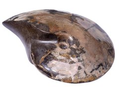 Аммонит Placenticeras sp.