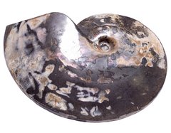 Аммонит Placenticeras sp.