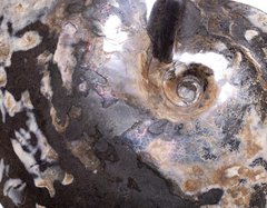 Аммонит Placenticeras sp.