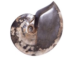 Аммонит Placenticeras sp.