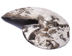 Аммонит Placenticeras sp.