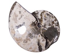 Аммонит Placenticeras sp.