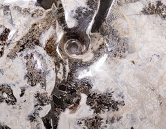 Аммонит Placenticeras sp.