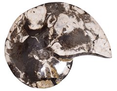 Аммонит Placenticeras sp.