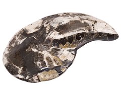 Аммонит Placenticeras sp.