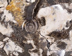 Аммонит Placenticeras sp.