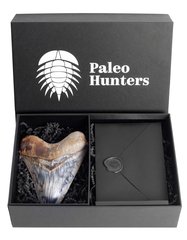 Зуб мегалодона 14,8 см музейного качества