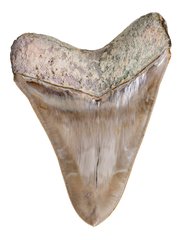 Зуб мегалодона 13,7 см музейного качества 
