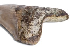 Зуб мегалодона 13,7 см музейного качества 