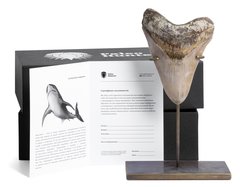 Зуб мегалодона 13,7 см музейного качества 