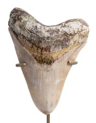 Зуб мегалодона 13,7 см музейного качества 