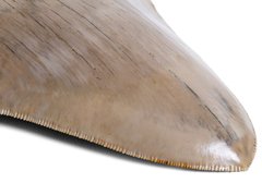 Зуб мегалодона 13,7 см музейного качества 