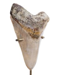 Зуб мегалодона 13,7 см музейного качества 