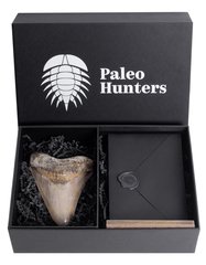 Зуб мегалодона 13,7 см музейного качества 