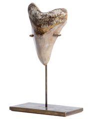 Зуб мегалодона 13,7 см музейного качества 