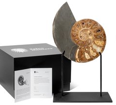 Аммонит Parahoplites sp. 