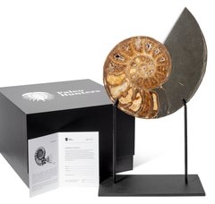 Аммонит Parahoplites sp. 