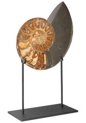 Аммонит Parahoplites sp. 