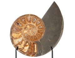 Аммонит Parahoplites sp. 