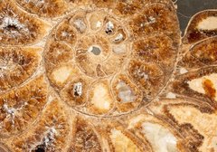 Аммонит Parahoplites sp. 