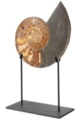 Аммонит Parahoplites sp. 