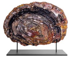 Окаменелое дерево