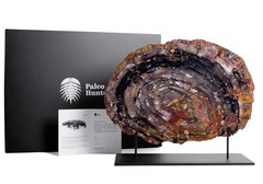 Окаменелое дерево