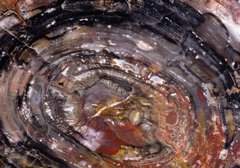 Окаменелое дерево