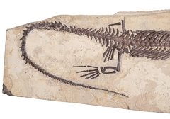 Мезозавр
