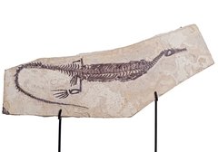 Мезозавр