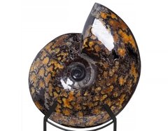 Аммонит Craspedodiscus discofalcatus