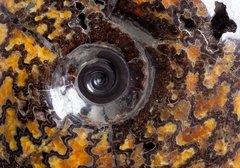 Аммонит Craspedodiscus discofalcatus