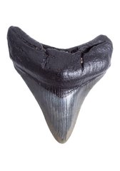 Зуб мегалодона 7,6 см