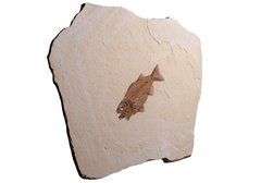 Рыба Mioplosus labracoides 