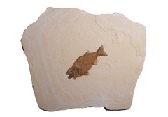 Рыба Mioplosus labracoides 