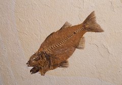 Рыба Mioplosus labracoides 