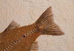 Рыба Mioplosus labracoides 