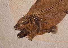 Рыба Mioplosus labracoides 