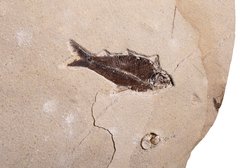 Рыбы Knightia sp.