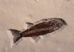 Рыбы Knightia sp.