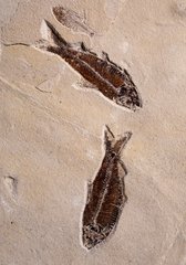 Рыбы Knightia sp.