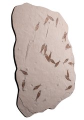 Рыбы Knightia sp.